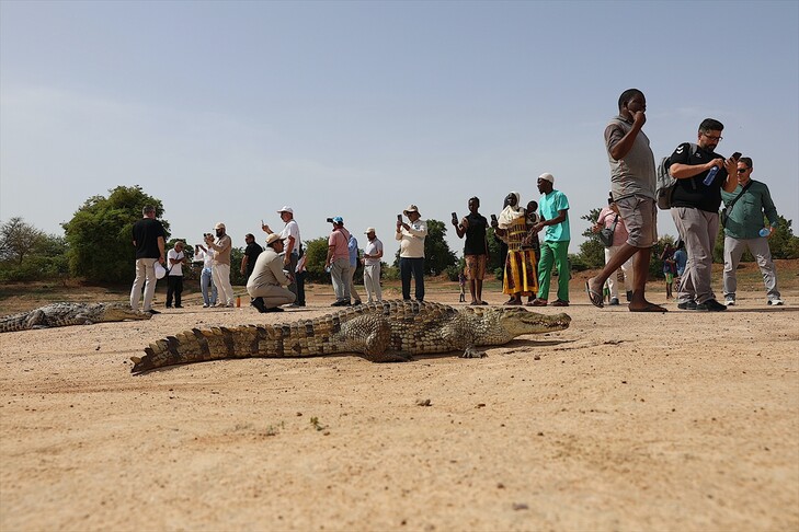 kroko.jpg